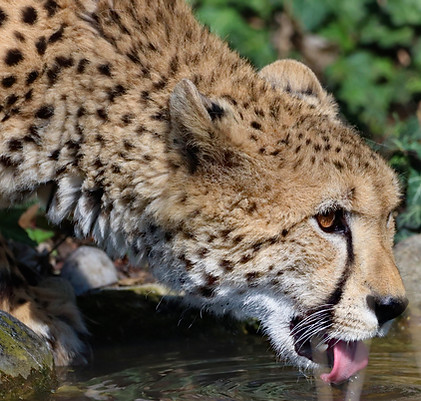 brown cheetah_edited.jpg