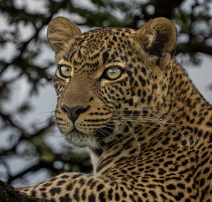 brown and black leopard in close up photography_edited.jpg