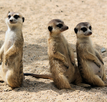 Funny meerkats_edited.jpg