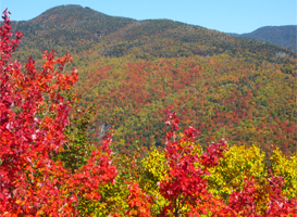 Vermont's green mountains with fiery red leaves in the foreground