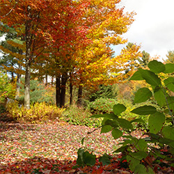 quite path in Vermont with bright orange and red foliage along the edges