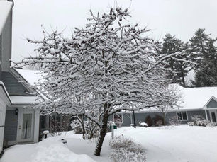 Snow in Stowe