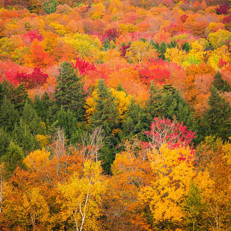 bright fall foliage in stowe vermont