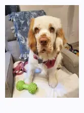 A fluffy friend at A Gift from the Heart