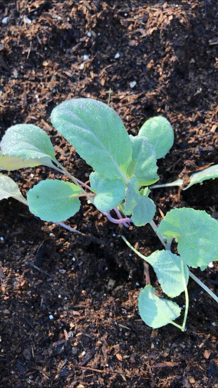 Young green plant with dewy leaves in dark brown soil. Sunlight highlights texture, creating a fresh and vibrant mood.