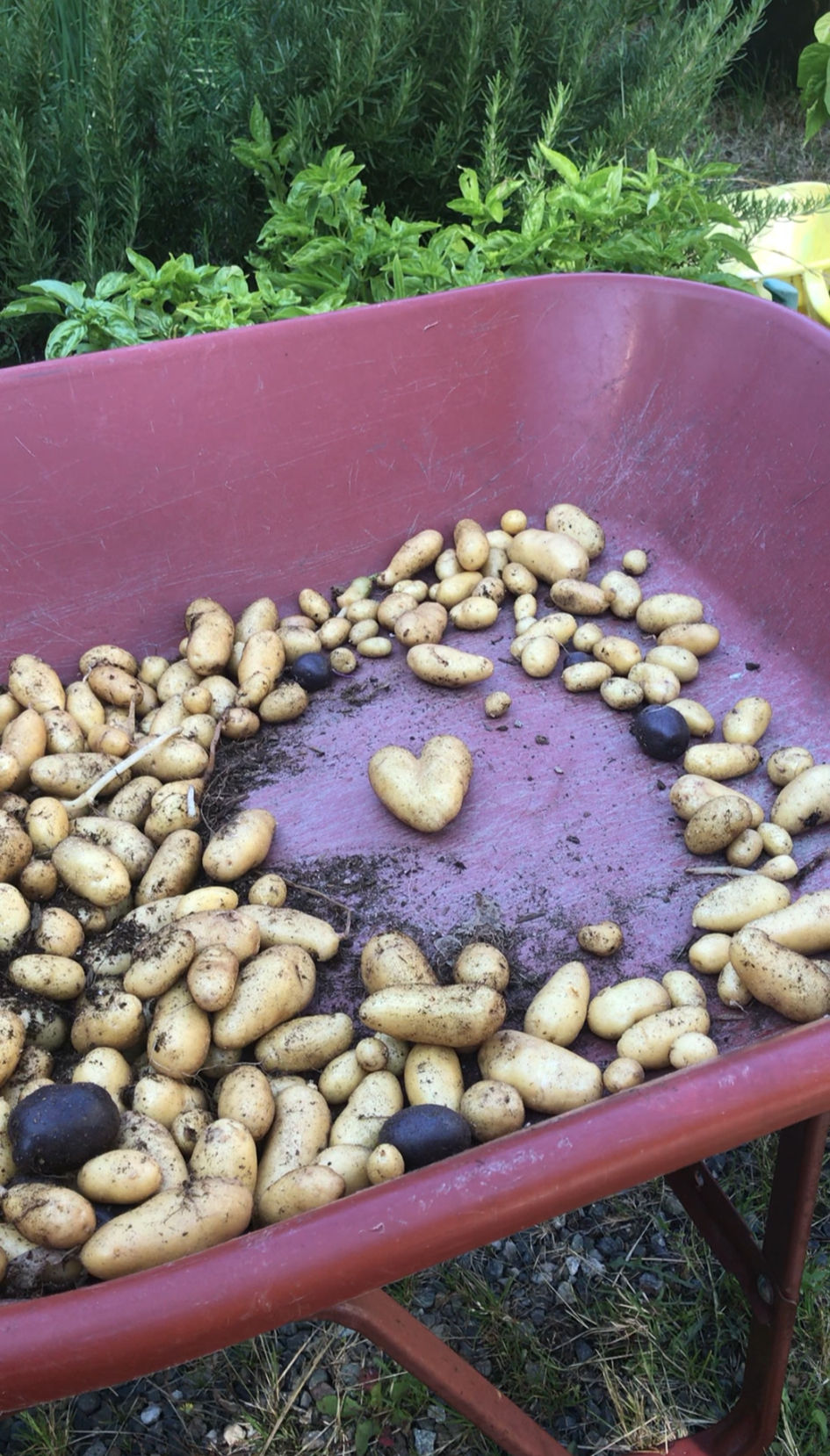 A red wheelbarrow with muddy potatoes, including a heart-shaped one, in a garden with green plants in the background.
