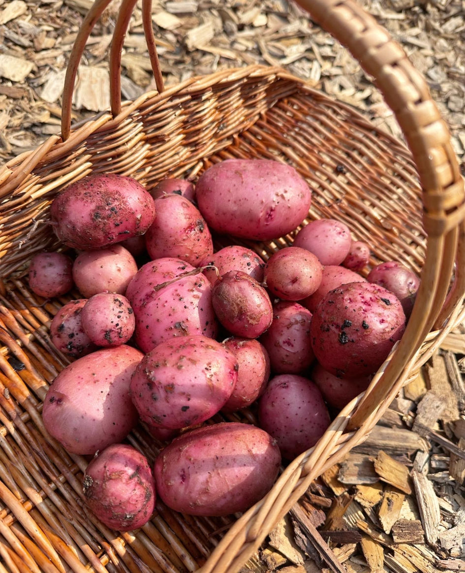 A basket of freshly harvested red potatoes sits on wood chips. The potatoes are various sizes, slightly dirty, with a natural, rustic feel.
