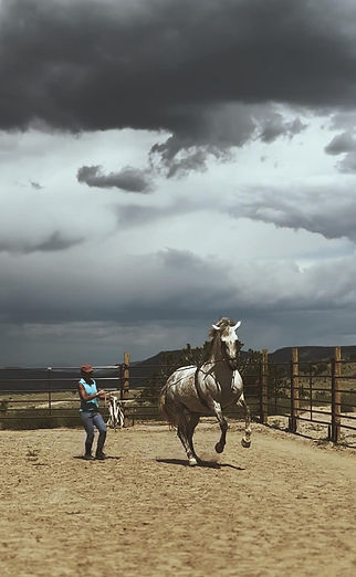Marinero Brillante, PRE stallion, canter in long reins.
