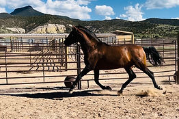 Merengue KR, PRE stallion by Poeta de Susaeta.