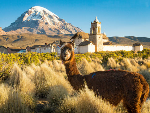 A brown llama stares at the camera while chewing on grass in front of a grassy and mountainous landscape in Bolivia.