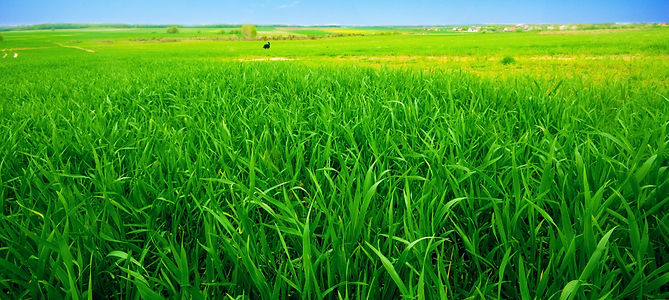 campo-verde-sol_edited.jpg