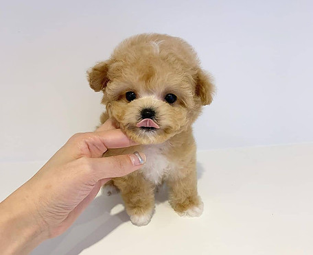 maltipoo teacupz.jpg