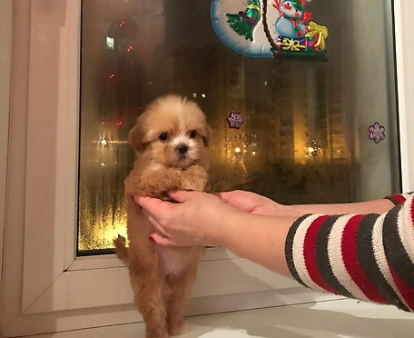 maltipoo apricot toy4.jpg