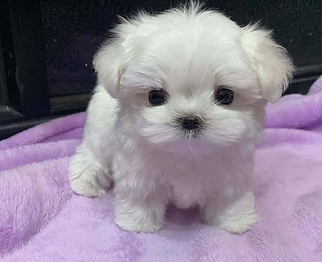 maltipoo apricot toyvv.jpg