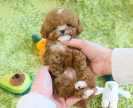 maltipoo blessing1.jpg