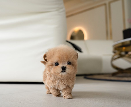 maltipoo tiny zzd.jpg