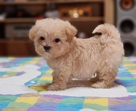 410 Bore Remington Model 870 LW.jpg