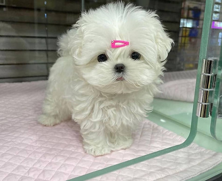 maltipoo tiny7.jpg