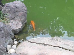 帯状疱疹ワクチン・肺炎球菌ワクチン接種やっています。