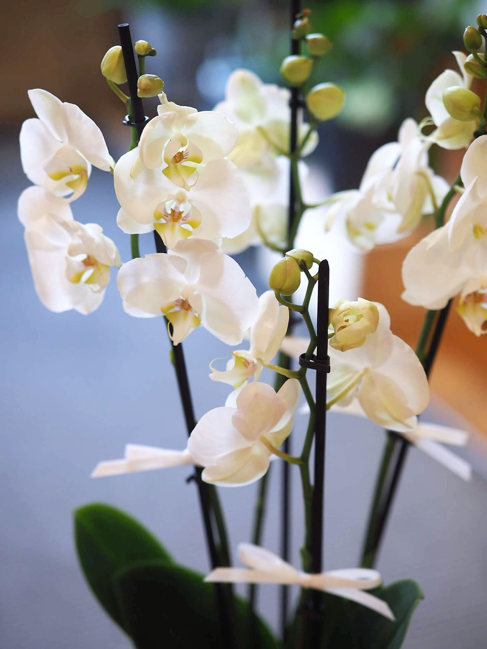 Thumbnail: 4- stem white orchid with big flowers for delivery in London