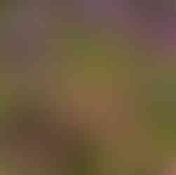 Close-up shot of pink and purple flowers in a garden setting.