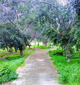 Bormla gardens.jpeg