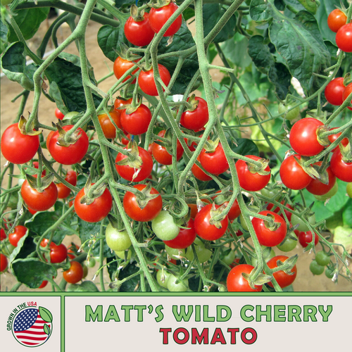 Matt's Wild Cherry Tomato | Sola Seed Company