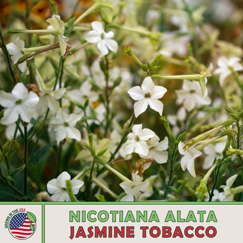 jasmine tobacco flower Jasmine Flowering Tobacco