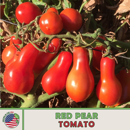 Red Pear Tomato | Sola Seed Company