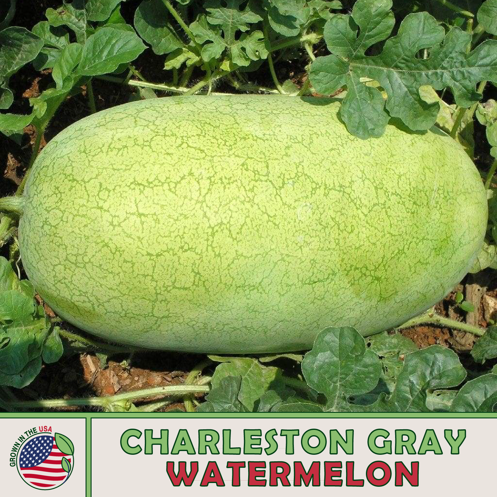 Charleston Gray Watermelon