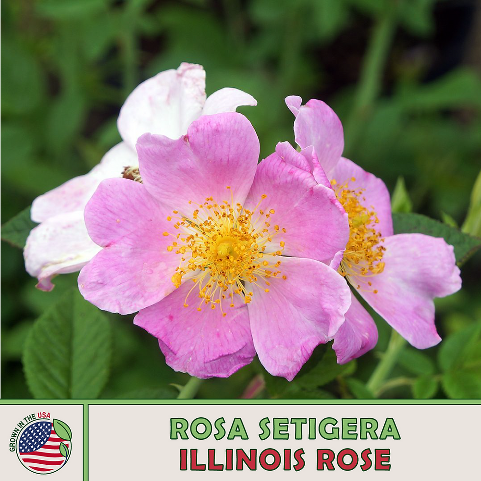 Illinois Rose