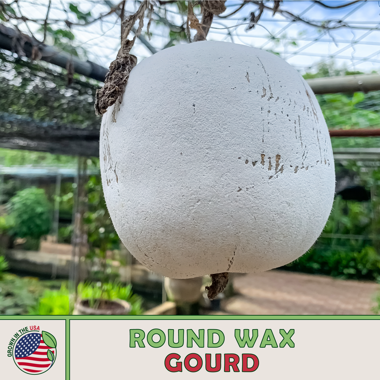 Round Wax Gourd