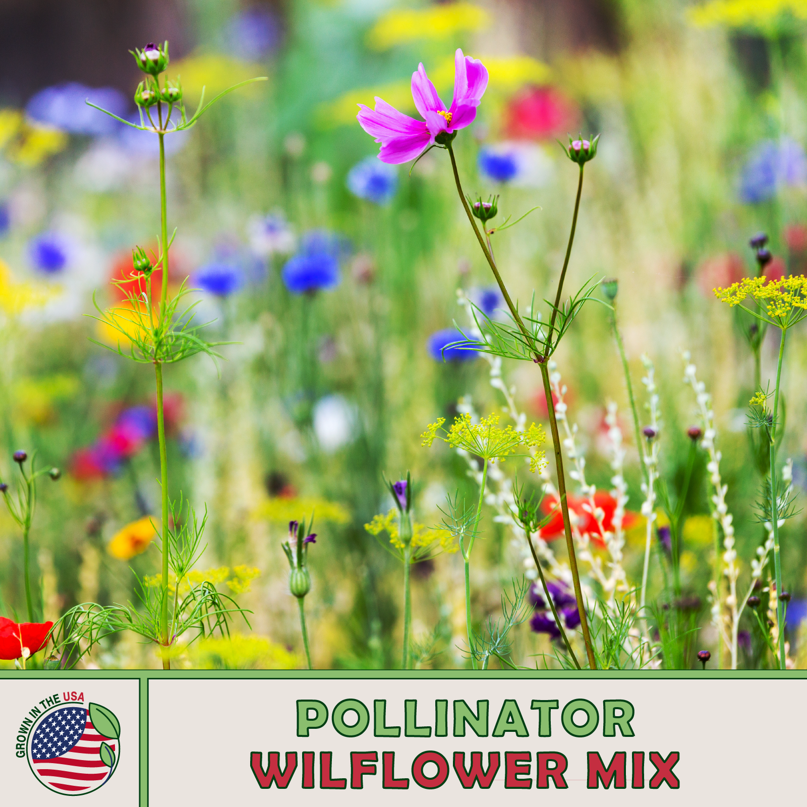 Pollinator Wildflower Mix