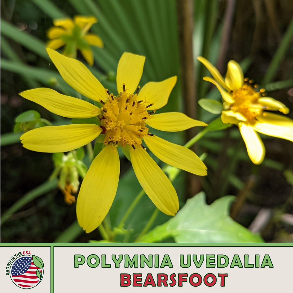 Bearsfoot