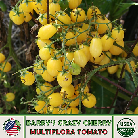 Barry's Crazy Cherry Multiflora Tomato | Sola Seed Company
