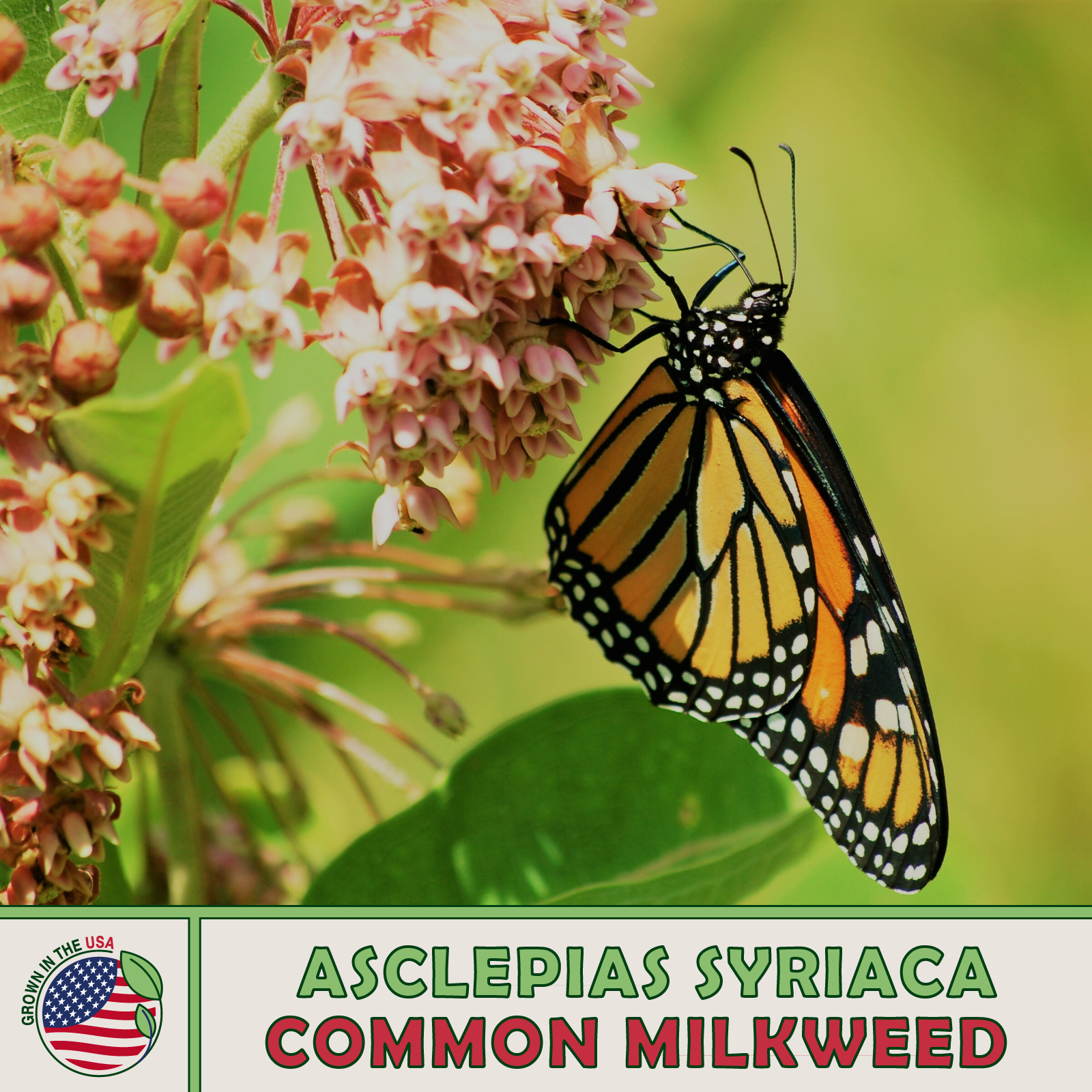 Common Milkweed