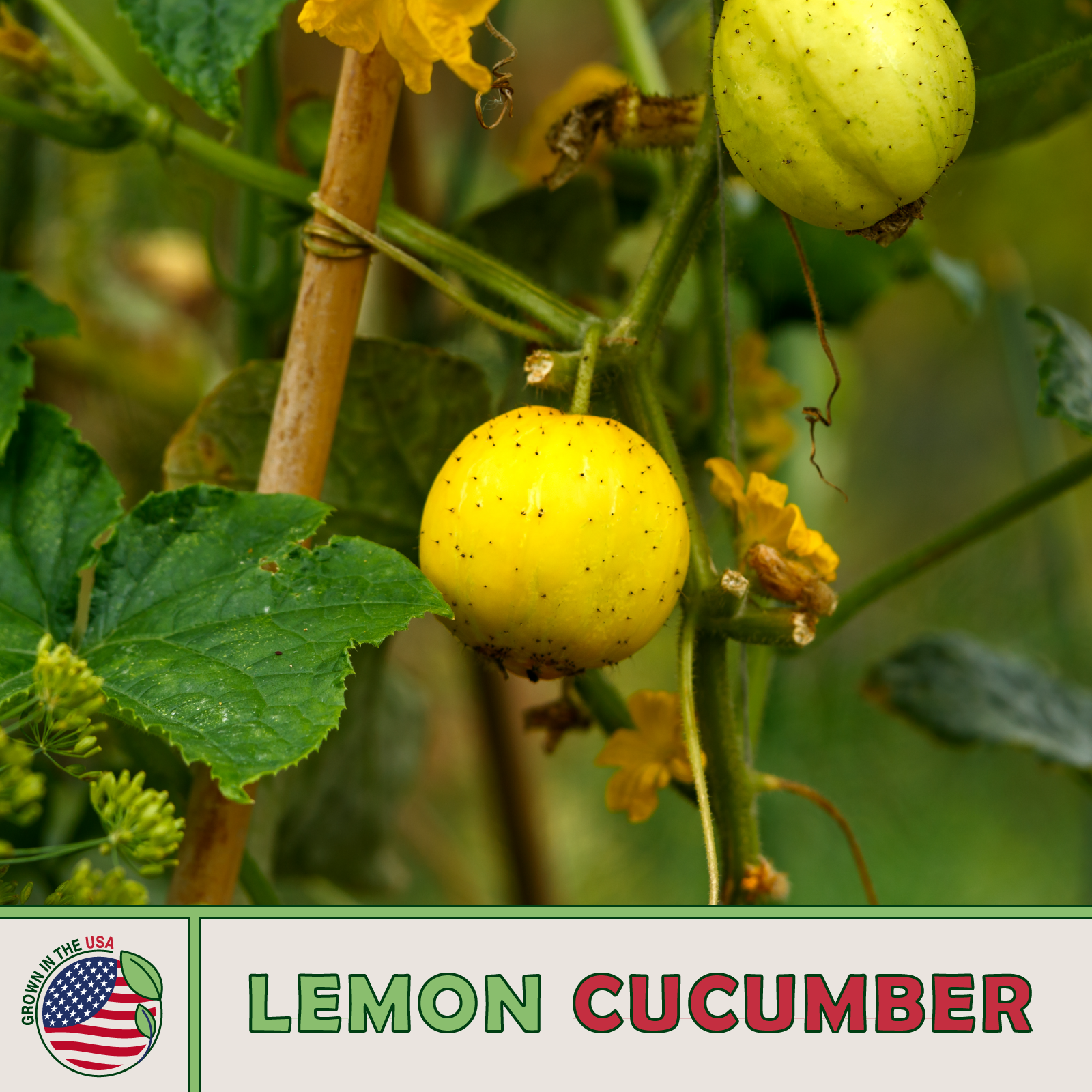Lemon Cucumber