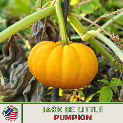 jack-be-little-pumpkin-sola-seed-company