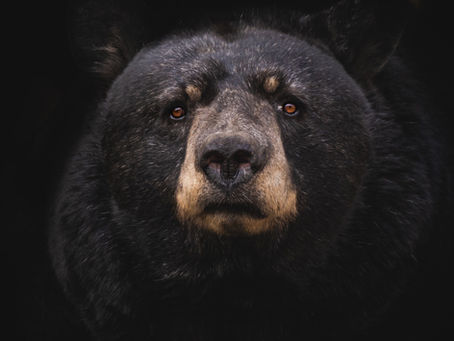 Bear Beat delivers the tender new single 'Feel It Too'