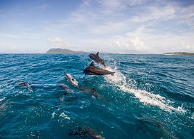 Spinner Dolphins, Tetepare