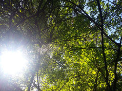 Ache a aranha!!