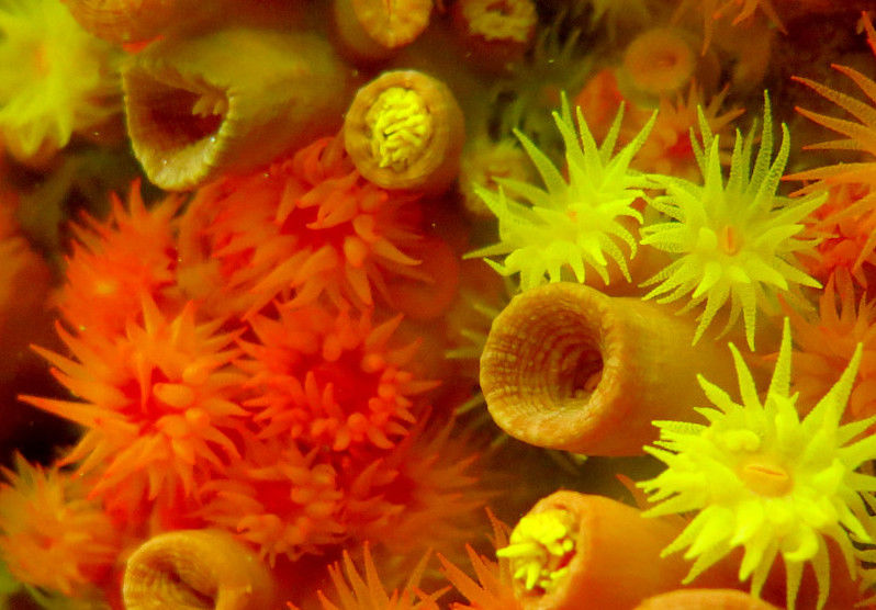 Coral-sol: no Brasil desde 1980. Foto: Arquivo Ibama