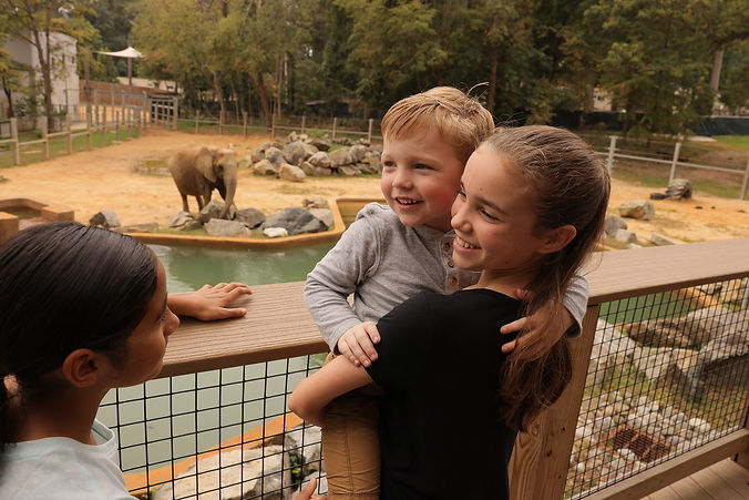 ZooElephant.jpg