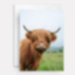 Highland cow on cover of mother's day card.