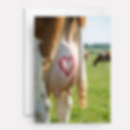 Cow udder.