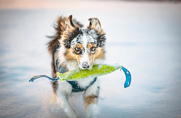 Australian Shepherd Welpen VDH CASD Thüringen Zucht Züchter Welpe Aussie