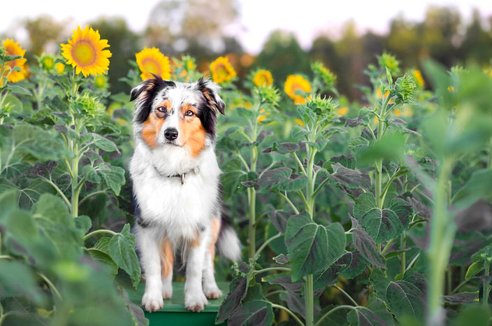 Australian Shepherd Welpe aus VDH CASD Zucht in Thüringen Erfurt Aussie Welpen Züchter