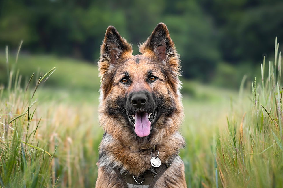 Laika Getreidefeld (2).jpg