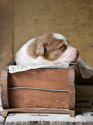 Australian Shepherd Welpen VDH CASD Thüringen Zucht Züchter Welpe Aussie
