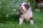 Alvin